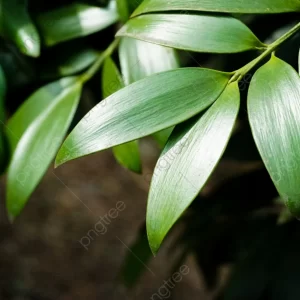 Bamboo Cypress Body Oil